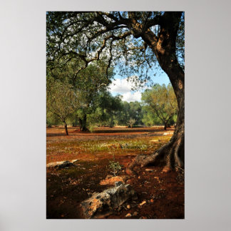 Sunny dag i olivträdgården poster