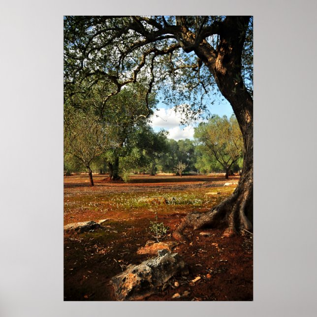 Sunny dag i olivträdgården poster (Framsidan)