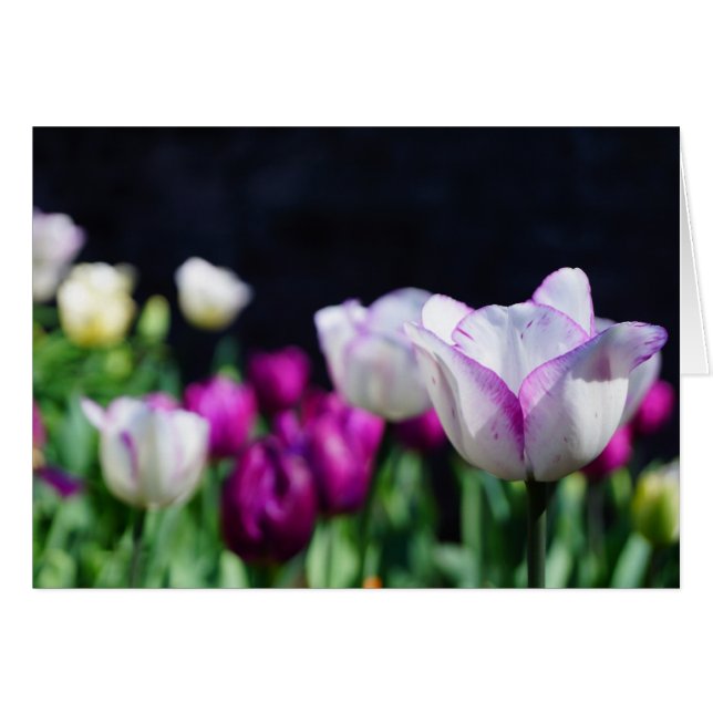 Sunny Day! Hälsningskort (Framsidan Horizontal)