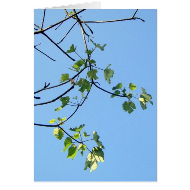 Sunny Day OBS Kort (Framsidan)