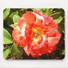 Sunny day Ro...... Musmatta