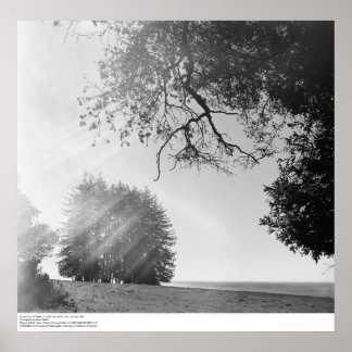 Sunny Day, Universiteten i Kalifornien, Santa Cruz Poster