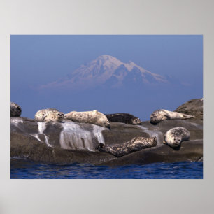 Sunny Days är här igen - fina konstnärliga utskrif Poster