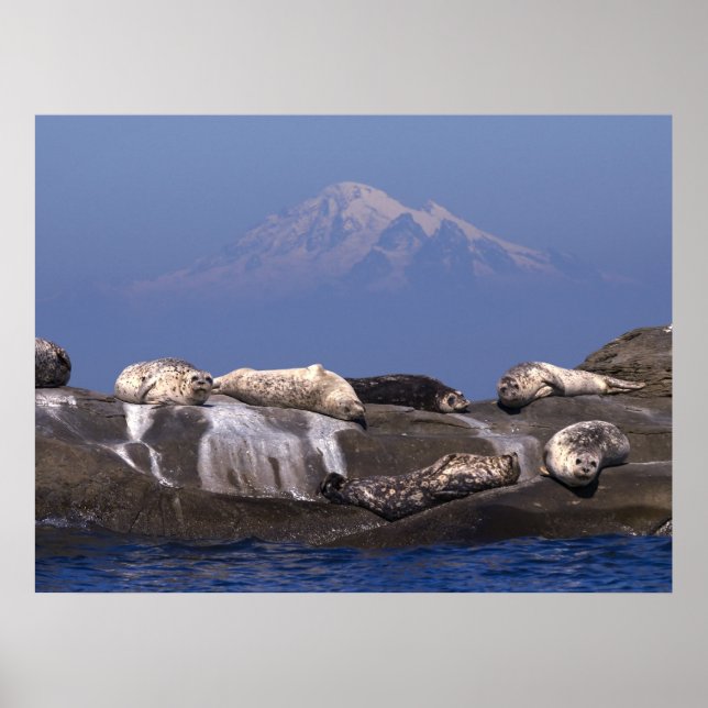 Sunny Days är här igen - fina konstnärliga utskrif Poster (Framsidan)