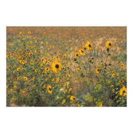 Sunny fält med små solblommor i impressionism fototryck