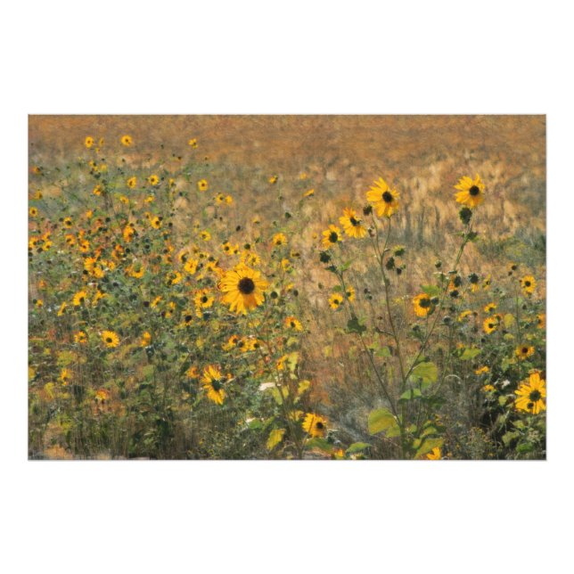 Sunny fält med små solblommor i impressionism fototryck (Framsidan)