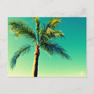 Sunny Florida Handflatan Träd Himlar Bild Vykort