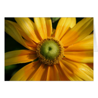 Sunny Flower OBS Kort
