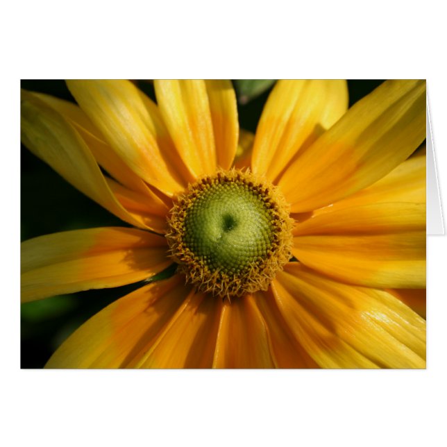 Sunny Flower OBS Kort (Framsidan Horizontal)