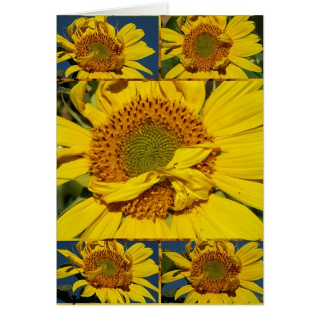 Sunny Flowery Sunshiney Day OBS Kort (Framsidan)