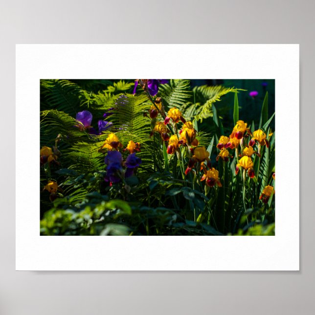 Sunny Garden Flowers Iris Nature Poster (Framsidan)