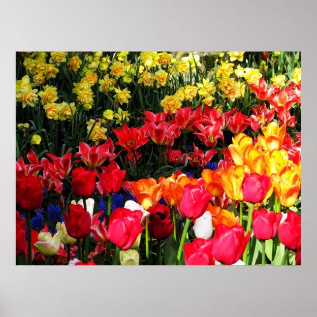 Sunny Garden Poster (Framsidan)