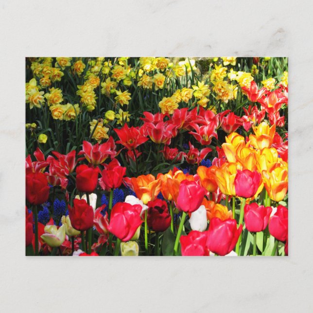 Sunny Garden Vykort (Framsida)