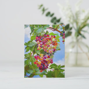 Sunny Grapevine - Colorful Graphics still Life Pai Vykort