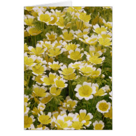 Sunny Guld White Flowers Hälsningskort