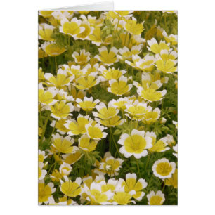 Sunny Guld White Flowers Hälsningskort
