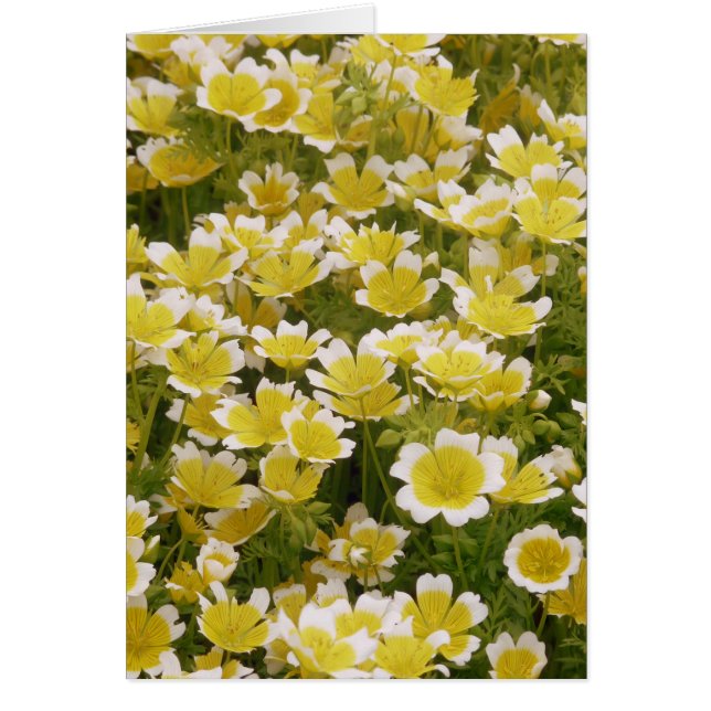 Sunny Guld White Flowers Hälsningskort (Framsidan)