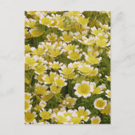 Sunny Guld White Flowers Vykort