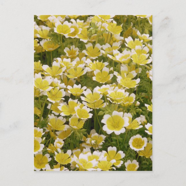 Sunny Guld White Flowers Vykort (Framsida)