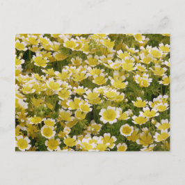 Sunny Guld White Flowers Vykort