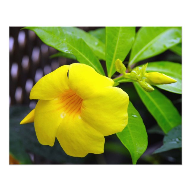 Sunny Gult Mandevilla Fototryck (Framsidan)