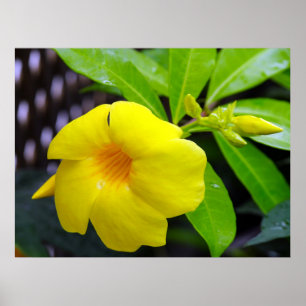 Sunny Gult Mandevilla Poster