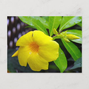 Sunny Gult Mandevilla Vykort