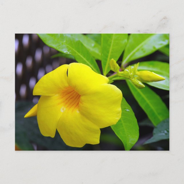 Sunny Gult Mandevilla Vykort (Framsida)