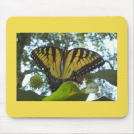 Sunny Gult Monarch Musmatta
