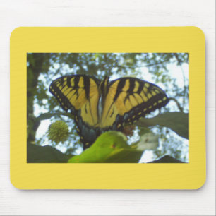 Sunny Gult Monarch Musmatta