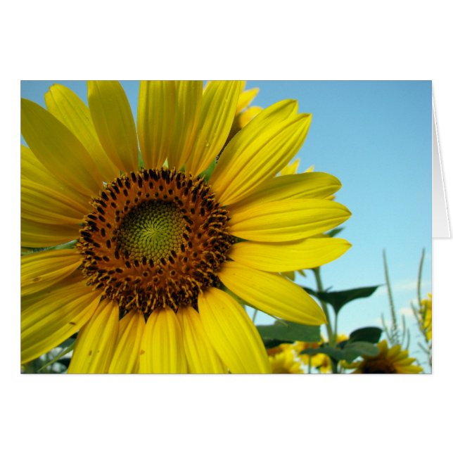 Sunny Hälsningskort (Framsidan Horizontal)