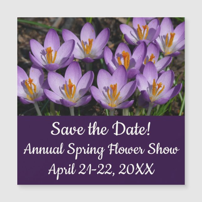 Sunny Lila Crocuses (Framsida)