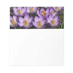 Sunny Lila Crocuses Anteckningsblock