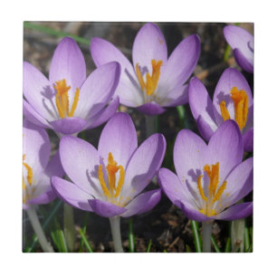 Sunny Lila Crocuses Kakelplatta