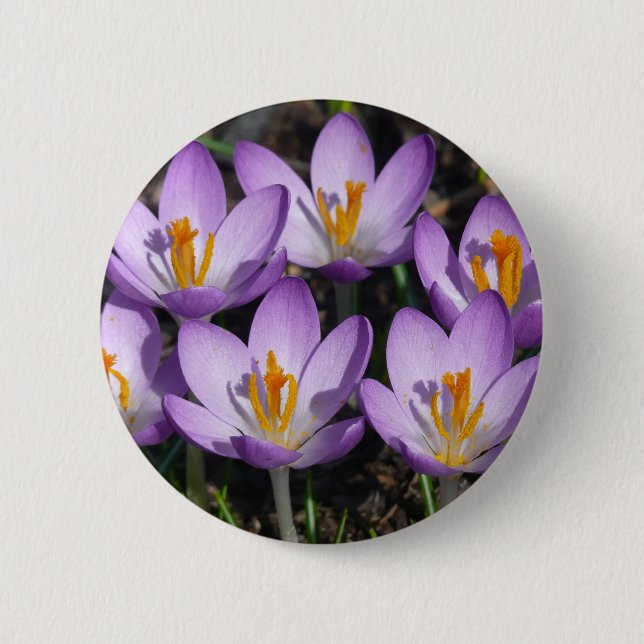 Sunny Lila Crocuses Knapp (Framsida)
