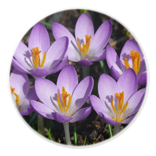 Sunny Lila Crocuses Knopp (Framsidan)