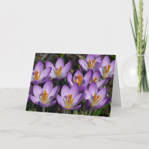 Sunny Lila Crocuses Kort