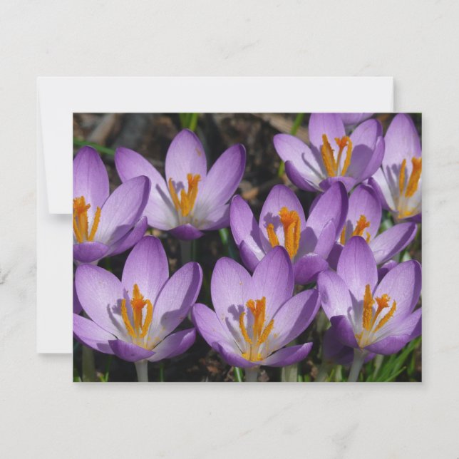 Sunny Lila Crocuses Kort (Framsida)