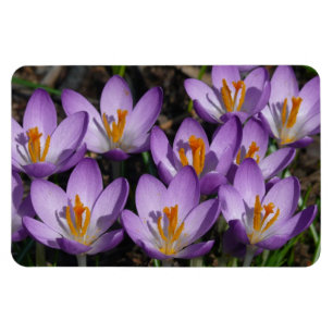 Sunny Lila Crocuses Magnet