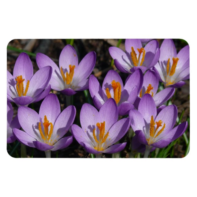 Sunny Lila Crocuses Magnet (Horisontell)