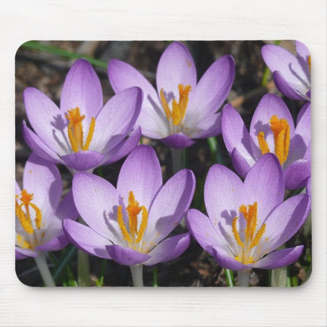 Sunny Lila Crocuses Musmatta (Framsidan)