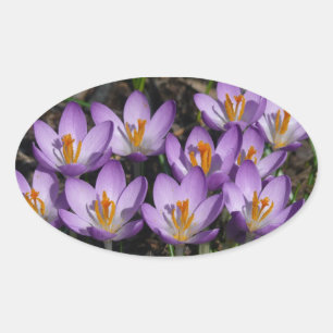 Sunny Lila Crocuses Ovalt Klistermärke