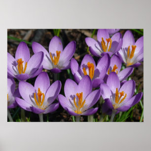 Sunny Lila Crocuses Poster
