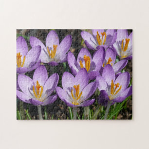 Sunny Lila Crocuses Pussel