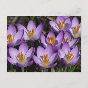 Sunny Lila Crocuses Vykort