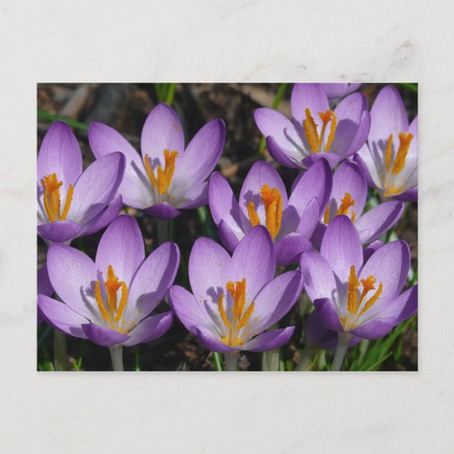 Sunny Lila Crocuses Vykort (Framsida)