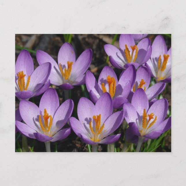 Sunny Lila Crocuses Vykort (Framsida)