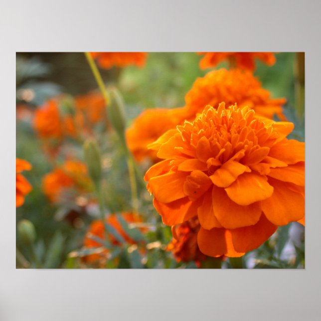 Sunny Marigold Poster (Framsidan)