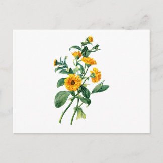 Sunny Marigolds drad från naturen Vykort