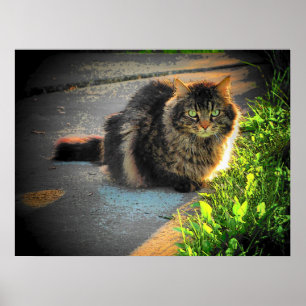 Sunny och Kall Grumpy Angel Cat by djoneill Poster
